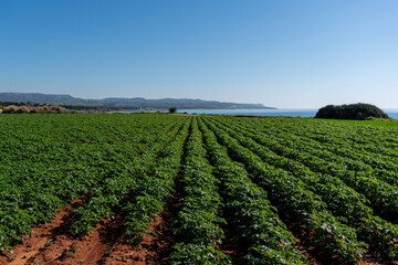 Fototapeta na wymiar Potato plantation in the field. Agriculture industry. Growing organic vegetables. Green foliage