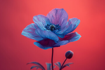 Vibrant Blooms: Exploring the Delicate Beauty of Wild Red Poppies in Nature's Meadow - obrazy, fototapety, plakaty