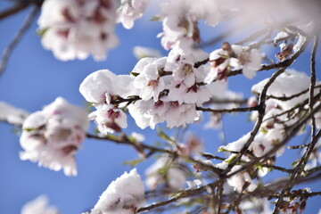 Flores de albaricoque con nieve