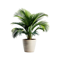 Isolated Kentia Palm Flowerpot Plant on a transparent background, PNG format