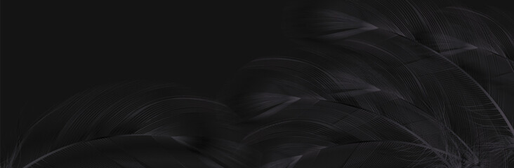 Background of flying realistic vector  goose or swan black feathers.Ecological feather filler for pillows, blankets or jackets.Vector concept design.