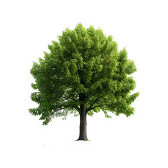 Isolated Linden Tree on a transparent background, PNG format