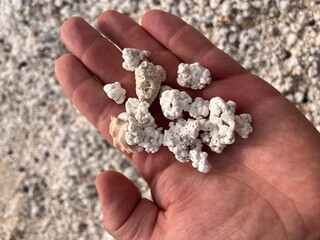 Hand presenting corals from Popcorn Beach on Fuerteventura