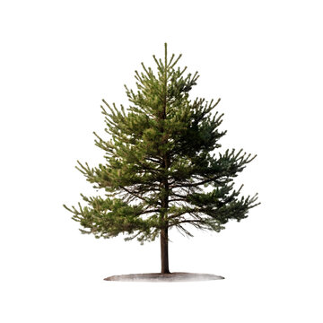 Isolated Loblolly Pine Tree on a transparent background, PNG format