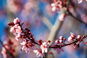 Beautiful Branch of an Ornamental Landscaping Tree with Pink Spring Blooms or Flowers and Vibrant Blue Sky or Skies Behind