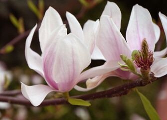 Beautiful pink magnolia flowers on tree. Magnolia blooms in spring garden Blooming magnolia, tulip tree. Magnolia Sulanjana close-up spring background Close-up of beautiful flower First spring flowers - 785648719