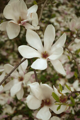 Beautiful pink magnolia flowers on tree. Magnolia blooms in spring garden Blooming magnolia, tulip tree. Magnolia Sulanjana close-up spring background Close-up of beautiful flower First spring flowers - 785648729