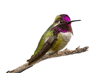Costa's Hummingbird (Calypye costae) Photo, in Fine Detail, on a Transparent Background, Perched and Showing His Colors - 785648946