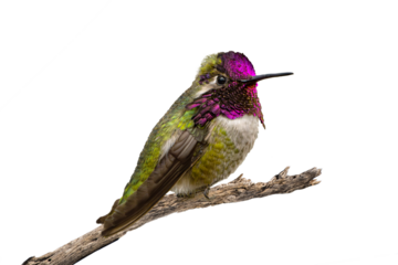 Costa's Hummingbird (Calypye costae) Photo, in Fine Detail, on a Transparent Background, Perched and Showing His Colors