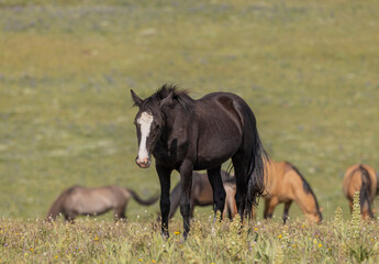 Obraz premium Wild Horse in Summer in the Pryor Mountains Montana