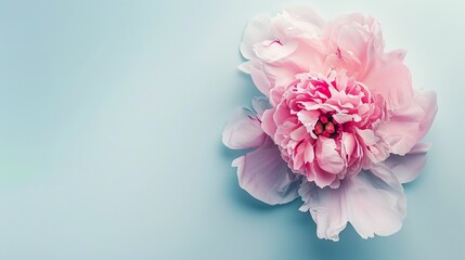 Fototapeta premium A top view of a peony flower. Isolated white background