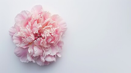A top view of a peony flower. Isolated white background