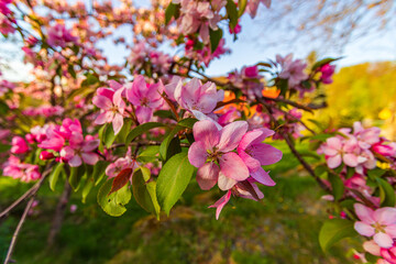 Kwitnące jabłonie wiosną, ogrodowe rośliny