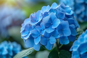 Captivating close-up of blue hydrangea flowers, exhibiting intricate detail and rich color, representing natural beauty