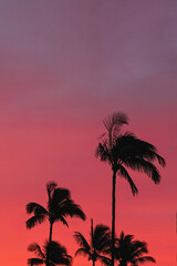 Fototapeta na wymiar Silhouettes of tropic palms against the sky on sunset