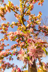 Kwitnące jabłonie wiosną, ogrodowe rośliny - obrazy, fototapety, plakaty