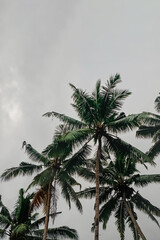 Tropic palms over the sky, summer background