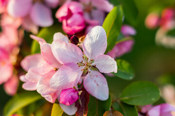 Fototapeta na wymiar Kwitnące jabłonie wiosną, ogrodowe rośliny