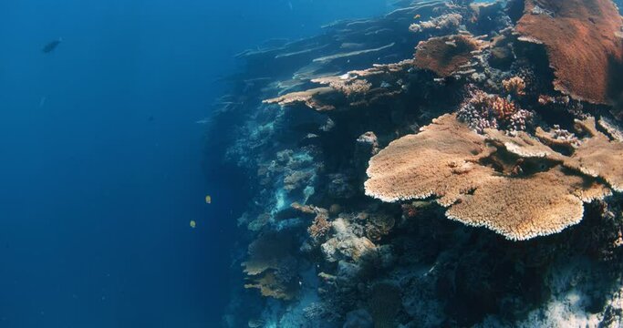 Reef with living corals and tropical fish. Hard corals, underwater blue ocean.