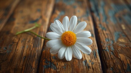 Obraz premium White Flower on Wooden Table