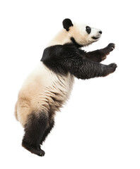 Playful panda bear standing on hind legs