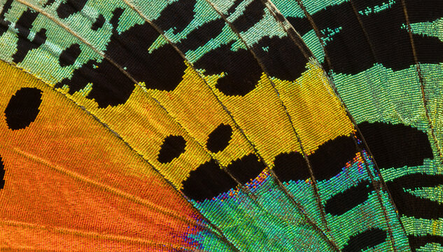 Vibrant Colors of a Giant Emperor Butterfly Wing