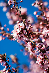 Beautiful Branch of an Ornamental Landscaping Bush or Tree with Pink Spring Blooms or Flowers and Buds or Budding and Vibrant Blue Sky or Skies Behind