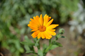 Sonnenverwöhnte gelbe Blume-Leuchtendes Gelb der Natur
