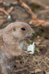 Close up of a groundhog (marmota monax) eating a piece of food