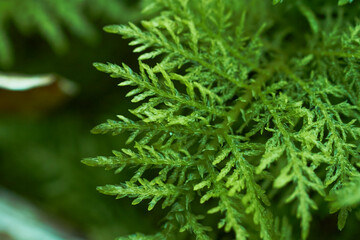 close up of dill