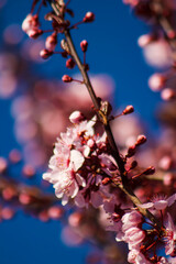 Beautiful Branch of an Ornamental Landscaping Bush or Tree with Pink Spring Blooms or Flowers and Buds or Budding and Vibrant Blue Sky or Skies Behind