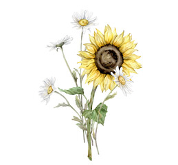 Watercolor bouquet of daisy and sunflower flowers. Watercolor hand drawing illustration on isolated white background. White chamomile and yellow botanical plants. Composition from painted summer flora