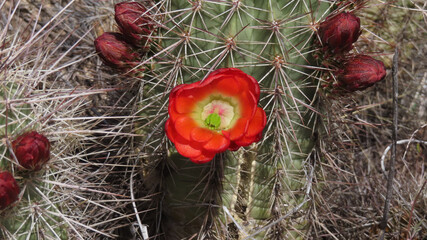 Claret Cup Cactus with red flower in bloom