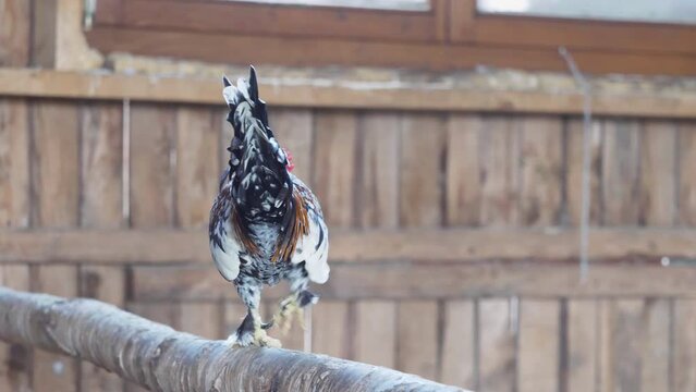 Beautiful decorative rooster walking on the wooden fence of the farm