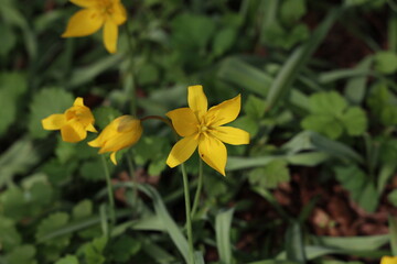 Fototapeta na wymiar Yellow wild tulips bloom on green field in spring