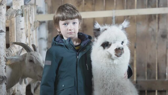 Portrait of little kid and cute furry alpaca at the farm