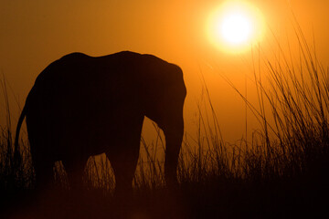 Silhouetted elephant walking at sunset in Kubu island