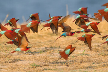 Carmine bee-eaters soaring over a grassy field near water on a cloudy day - Powered by Adobe
