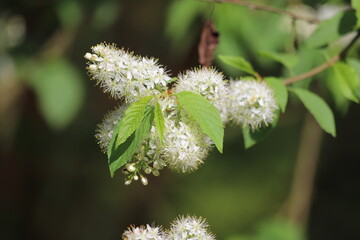 Prunus maackii. Manchurian cherry or Amur chokecherry with white flowers. 