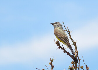 Thick-billed Kingbird perched in tree