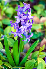 Early Spring Purple Crocus Flower in Bloom