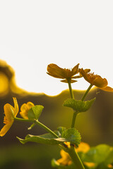 Knieć błotna. Kaczeniec żółty: Caltha Palustris. Żółta roślina błotna.
