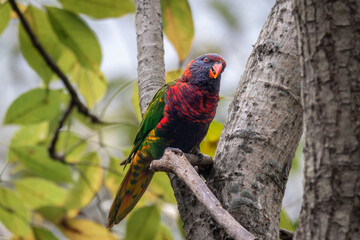 rainbow lorikeet in tree on branch