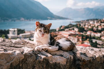 stray cat on the walls kotor