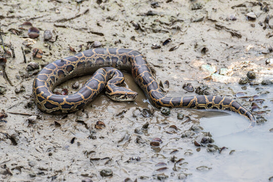 burmese python in wetland mud beach