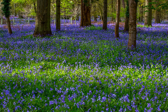 Spring bluebells in the woods with trees background