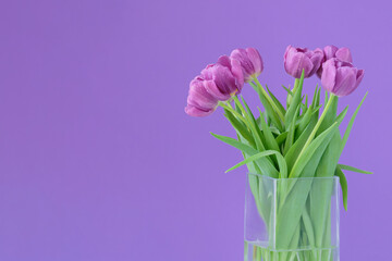 Beautiful bouquet of vivid purple tulip flowers with water drops