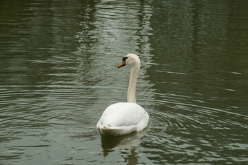 Beautiful white swan swims in the lake