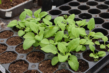 Spring work in the greenhouse: petunias in black pots against the background of plants