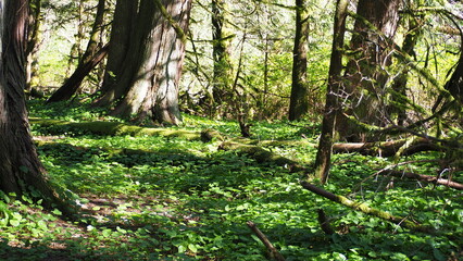 trees in the forest